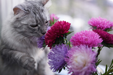 Bouquet of colorful asters on the windowsill. The gray cat smells flowers. There is a mosquito net on the window. Shallow depth of field.
