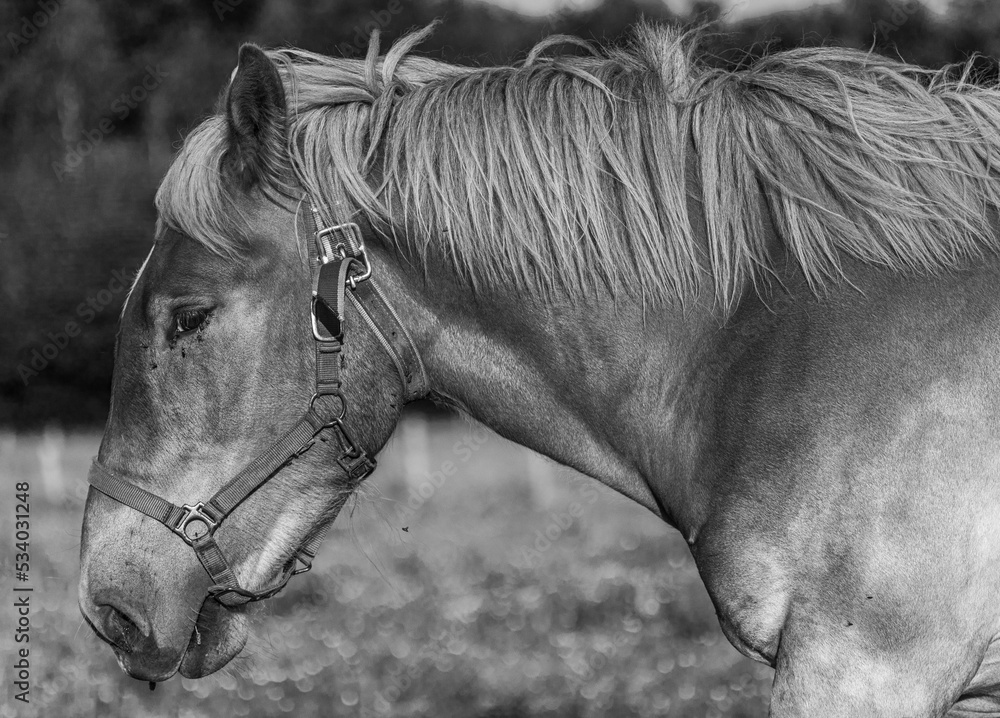 Poster Grayscale portrait of an American Belgian Draft horse on grass field