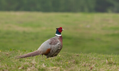 pheasant in the field