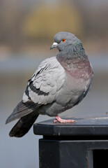 pigeon on the wall