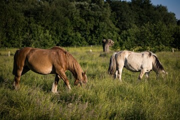 Konik horses grazing in the sunny green field with vegetation in the background © Ekinsol/Wirestock Creators