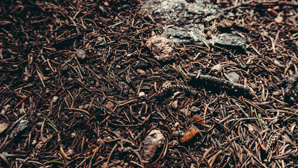 close up of forest floor