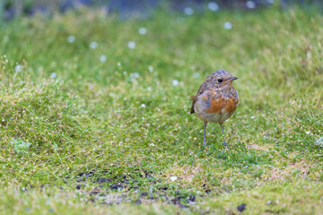 Hatchling Robin. Close up. 