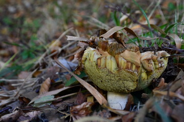 The porcini mushroom, among the leaves of the forest