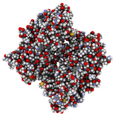 BRCA1 (BReast CAncer type 1 susceptibility, BRCT domain) DNA repair enzyme. Certain mutations in the BRCA1 gene are associated with increased breast cancer risk.