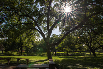 Tall tree with sunrays in the background