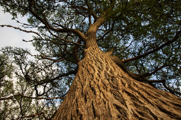 Looking up at a very tall Cypress tree near the Frio River, Texas