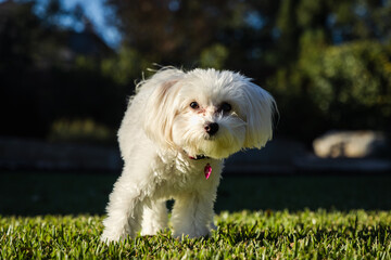 A close shot of a maltipoo puppy breed in a backyard