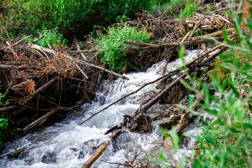 Fototapeta premium A stream running down a mountain
