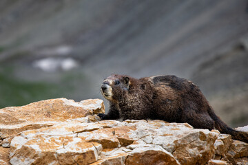 A marmot at the summit of Mount Belford
