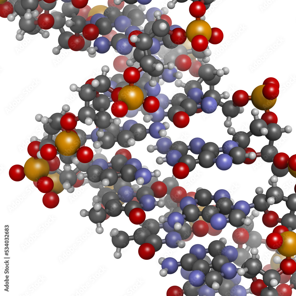 Canvas Prints DNA structure, B-DNA form.