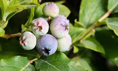 Green blueberries on a twig. Close-up of ripening fruit. Blueberry fruit on a blurry green background.