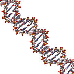 DNA structure, B-DNA form.
