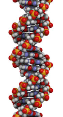 DNA structure, B-DNA form.