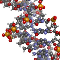 DNA structure, B-DNA form.