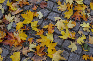 Yellow maple leaves background