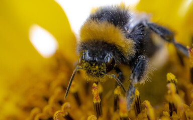 Close-up of a bumblebee from the front, covered in pollen, on a wild sunflower flower