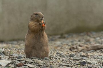 cute prairie dog curious watching