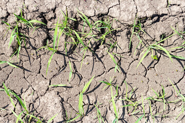 drought, cracked earth in the absence of moisture, abnormal hot weather.