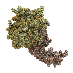 Human activated protein C (APC, drotrecogin alfa, without Gla-domain). Has anti-thrombotic and anti-inflammatory properties. 