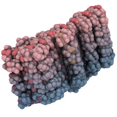 Amyloid beta (abeta 1-42) fibril, which is closely associated with Alzheimer's disease. Abeta is the main component of amyloid plaques.
