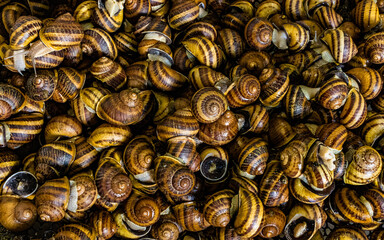 Snail farm Helix Aspersa Muller, Maxima snail, organic farming, restaurant delicacy. Cultivation of edible snail