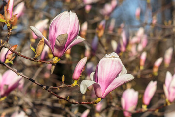 beautiful magnolia plant blossom in spring. romantic soft floral wallpaper