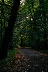 path in the forest