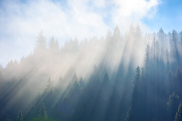 sunlight through fog among coniferous trees. beautiful nature background in autumn season