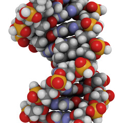 DNA damaged by light, a cause of skin cancer.