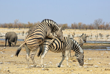 Fototapeta na wymiar Zebras mating near Rietfontein waterhole, Etosha National Park, Namibia, Southern Africa
