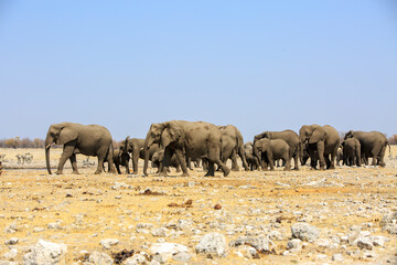 A large herd of African Elephants walking through the dry savannah in Rietfontein with a bright clear blue sky, in Etosha National Park, Namibia