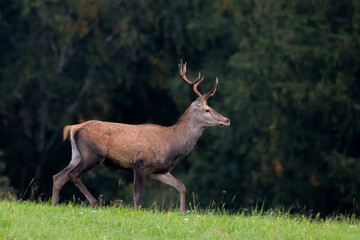 deer in the meadow in the morning sun