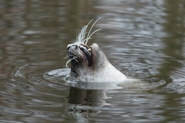 seal eating fish