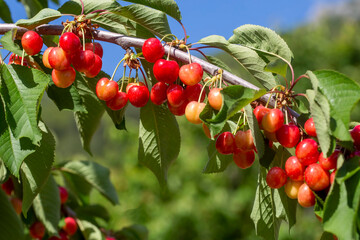 Fresh cherry fruit in cherry tree, Kemalpasa / Turkey