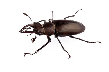 Wildlife, stag beetle, scientific name; Lucanus cervus