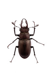 Wildlife, stag beetle, scientific name; Lucanus cervus