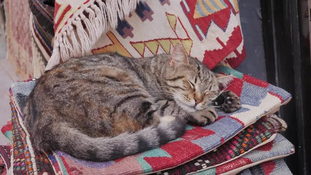 Cute street cat relaxing and sleeping in Istanbul, Turkey. Kitty Animal portrait. 