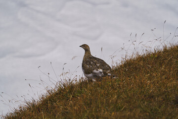 Wild Alps, fine art portrait of the rock ptarmigan female, Lagopus muta, snowy background
