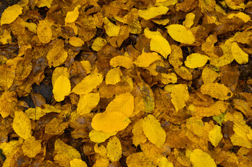 Autumn leaves on the ground