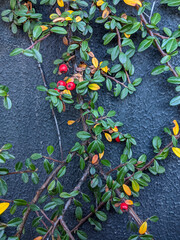Cotoneaster plant on the wall with red fruits berries