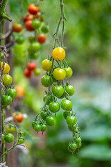 Red and green ripening edible tomatoes fruits hanging on tomato plant, tasty and healthy lifestyle ingredient for cooking