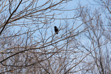 European Or Common Starling Perched In A Tree