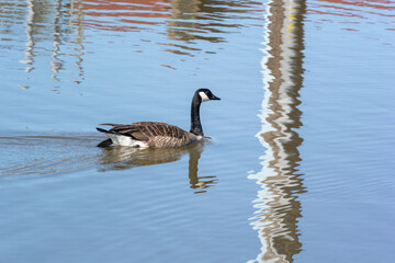 Canada Goose Swimming In Water Reflections On The River