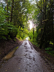 wet path in the woods 