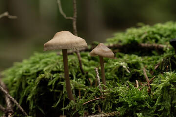 beautiful mushroom in the forest