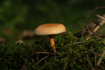 beautiful mushroom in the forest