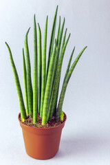 Sansevieria cylindrica in a brown pot on a gray background
