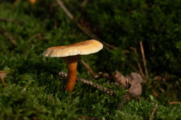 beautiful mushroom in the forest