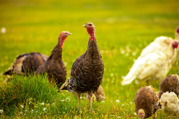 Turkeys walk on the grass in a green meadow in a pasture. Animal husbandry and agriculture in the mountains.